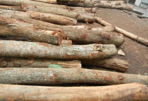 Harga Kayu Akasia Terbaru