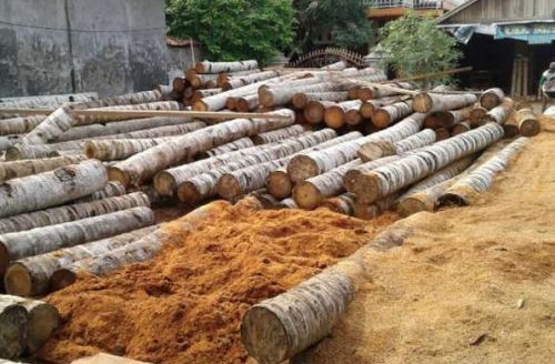 Harga Kayu Kelapa Gelondongan Harga Kayu Kelapa Gelondongan