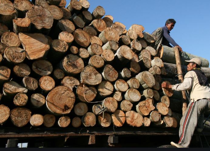 Harga Kayu Sengon Truk Harga Kayu Sengon Truk