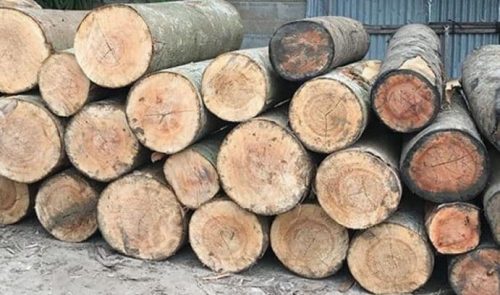 Harga Kayu Sengon Gelondongan Harga Kayu Sengon Gelondongan