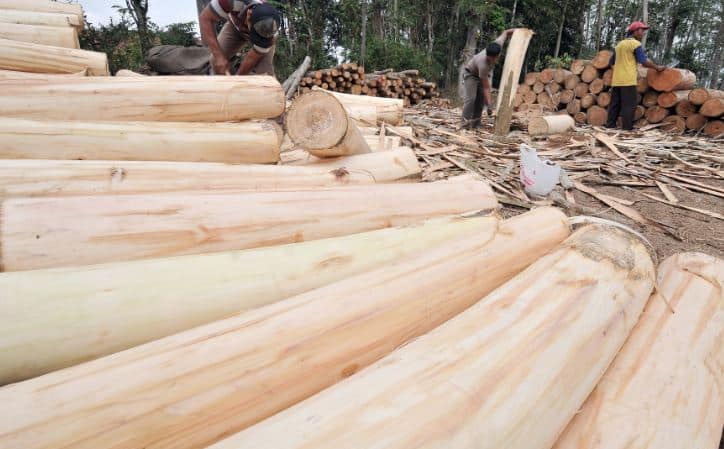 Kayu Sengon Solomon Kayu Sengon Solomon